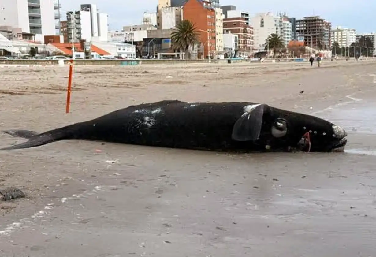 Ballenas-Muertas-Puerto-Madryn