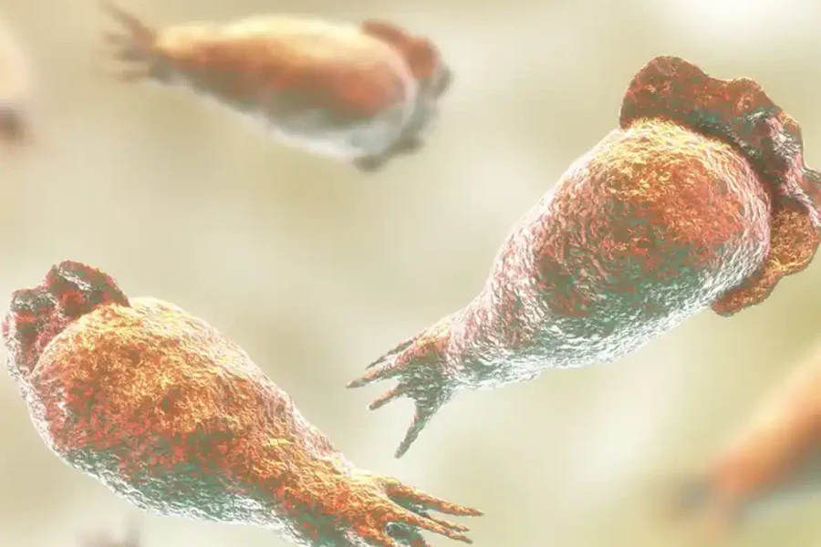 Amebas comecerebros: cómo prevenir una infección mortal