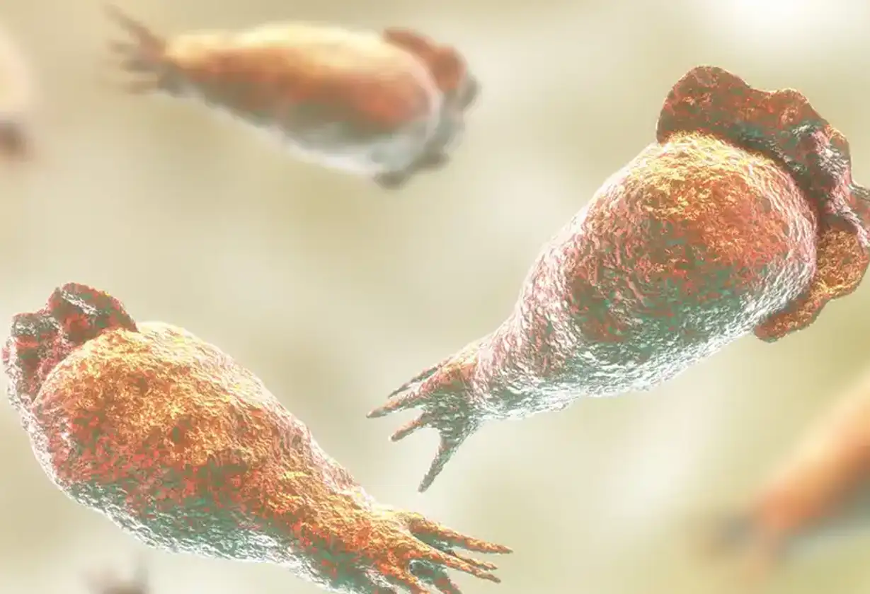 Amebas-Come-Cerebros