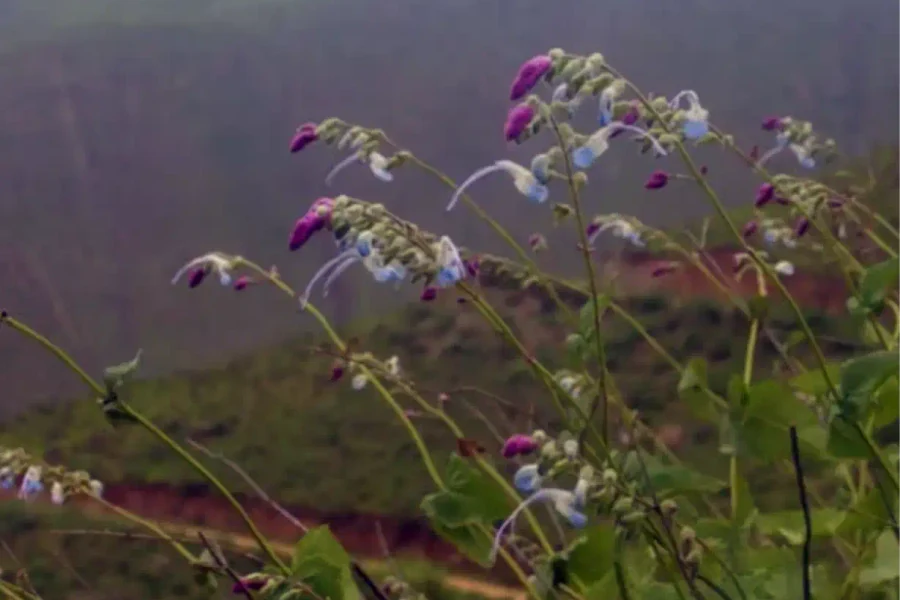 Salvia messii, la flor andina que homenajea a Messi