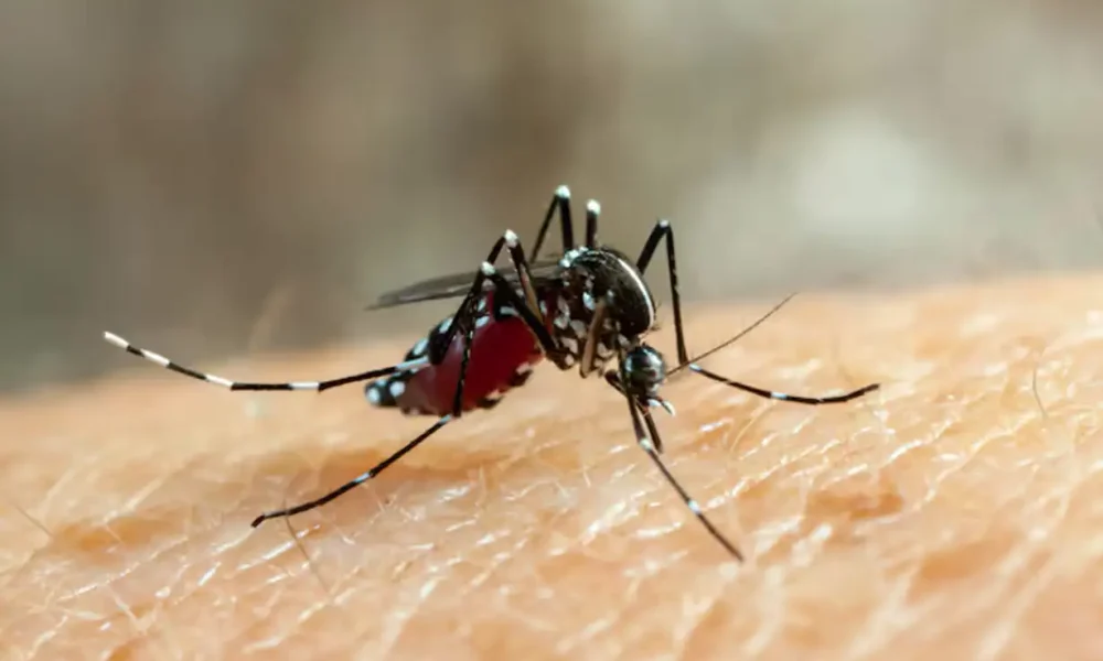 Dengue en Argentina: confirmaron dos nuevos casos importados