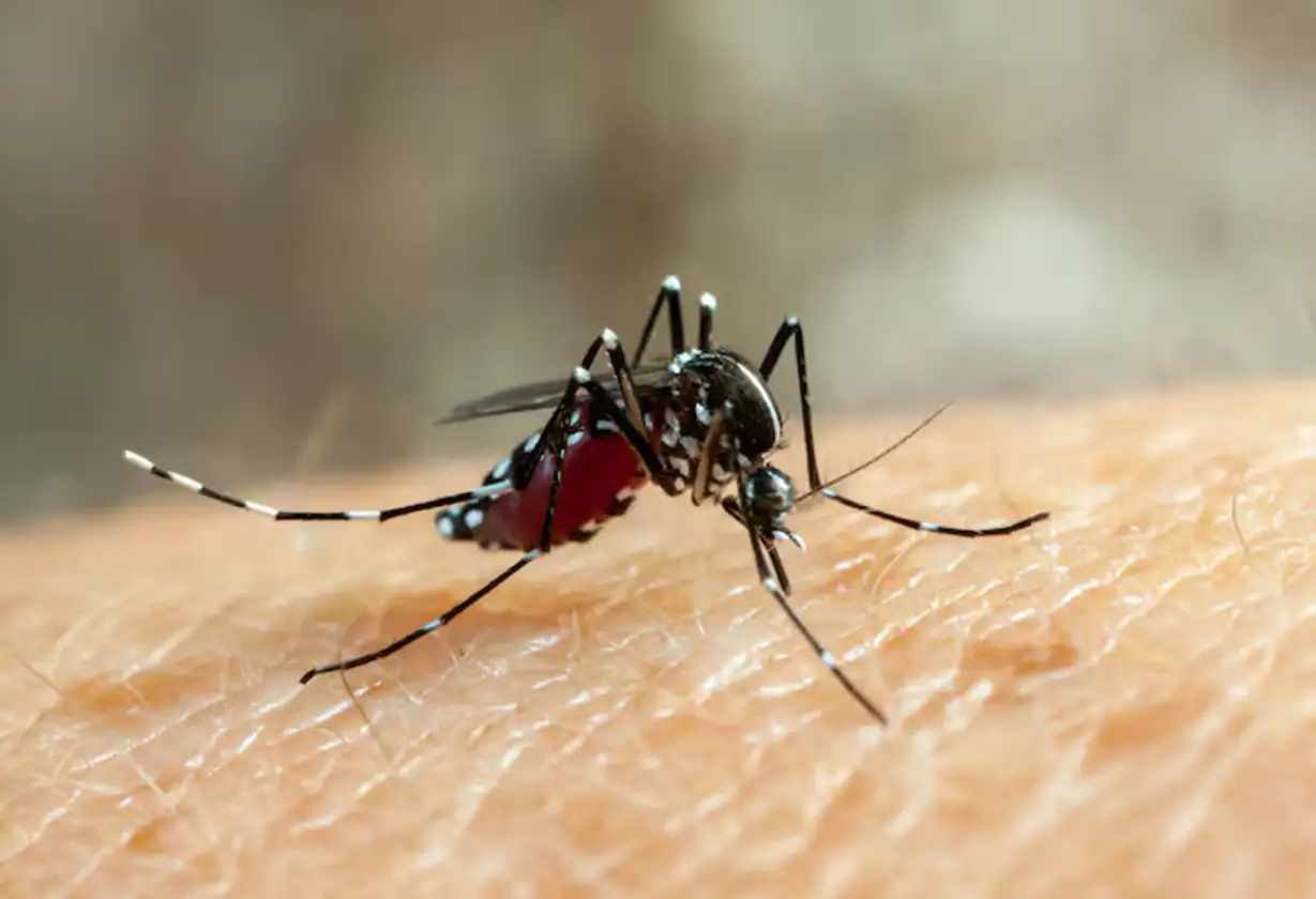 Dengue-Santa-Fe-Nuevos-Casos