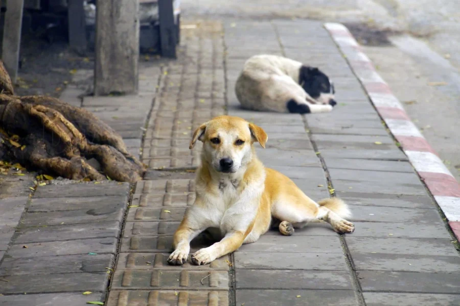 Condena firme por la matanza de 211 animales en Córdoba