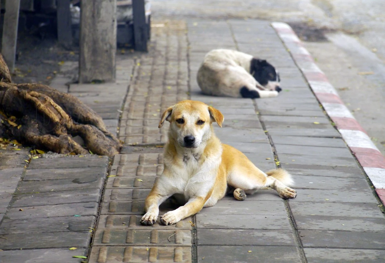 Condena firme por la matanza de 211 animales en Córdoba