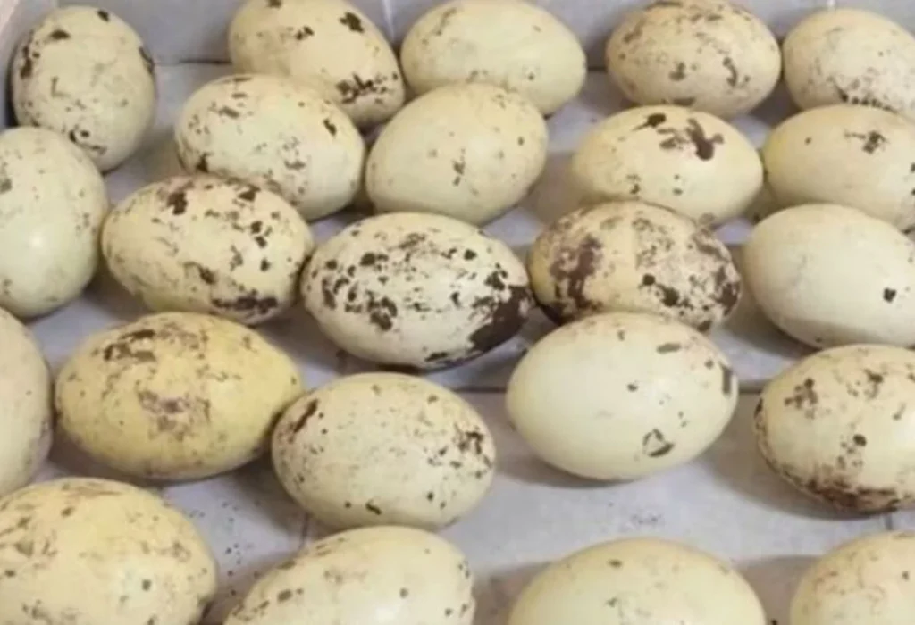 Demoran a tres hombres con 27 huevos de ñandú