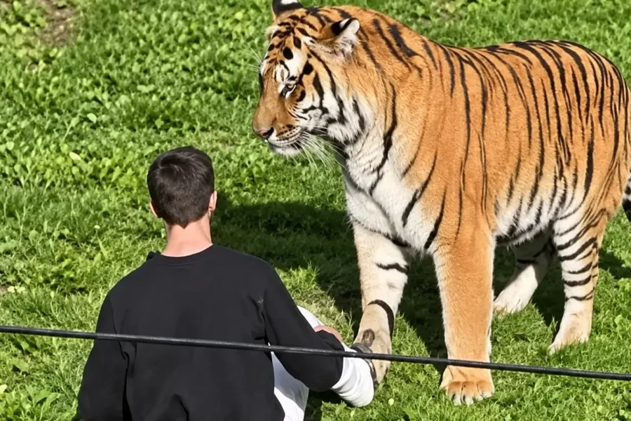 Hombre murió tras ser atacado por un tigre