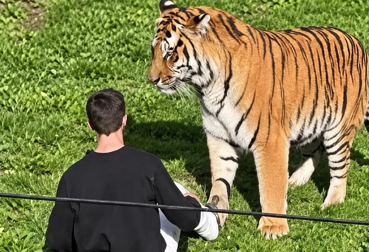 Hombre murió tras ser atacado por un tigre