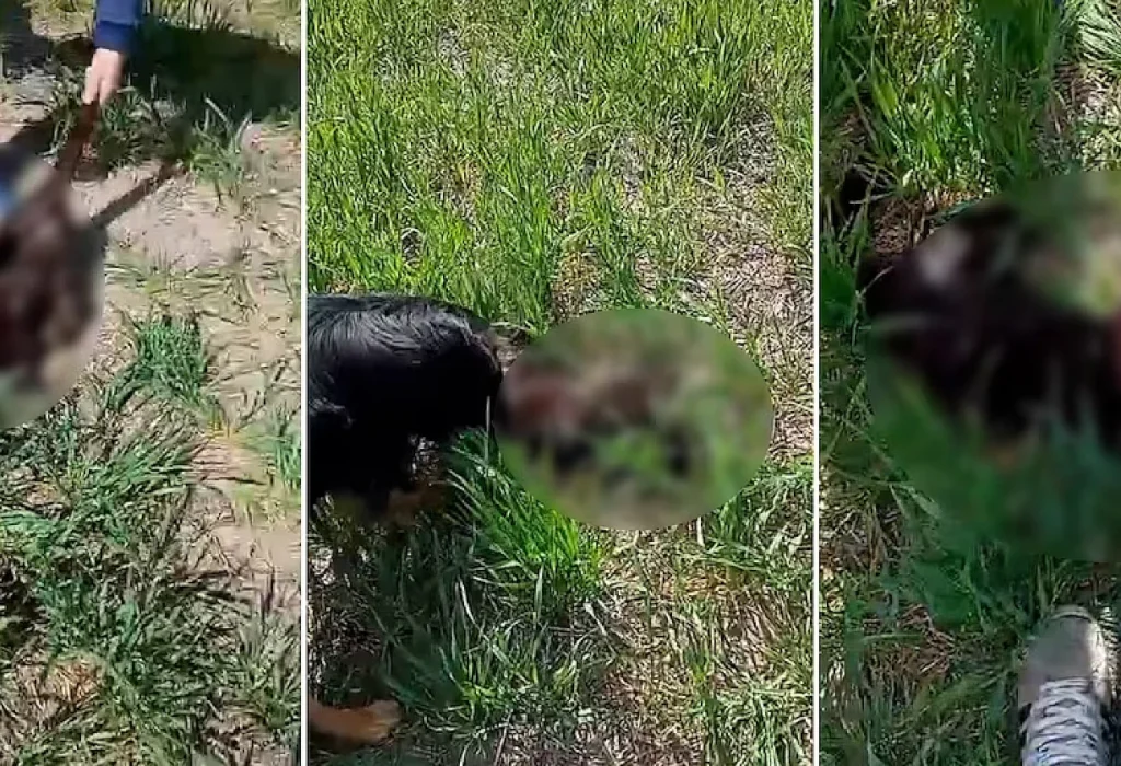 Maltrato animal en General Ramírez: denunciaron a tres adolescentes