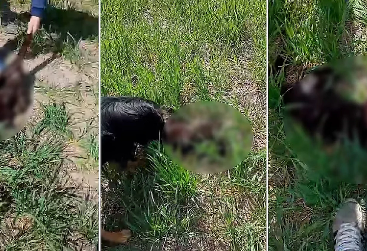 Maltrato animal en General Ramírez: denunciaron a tres adolescentes