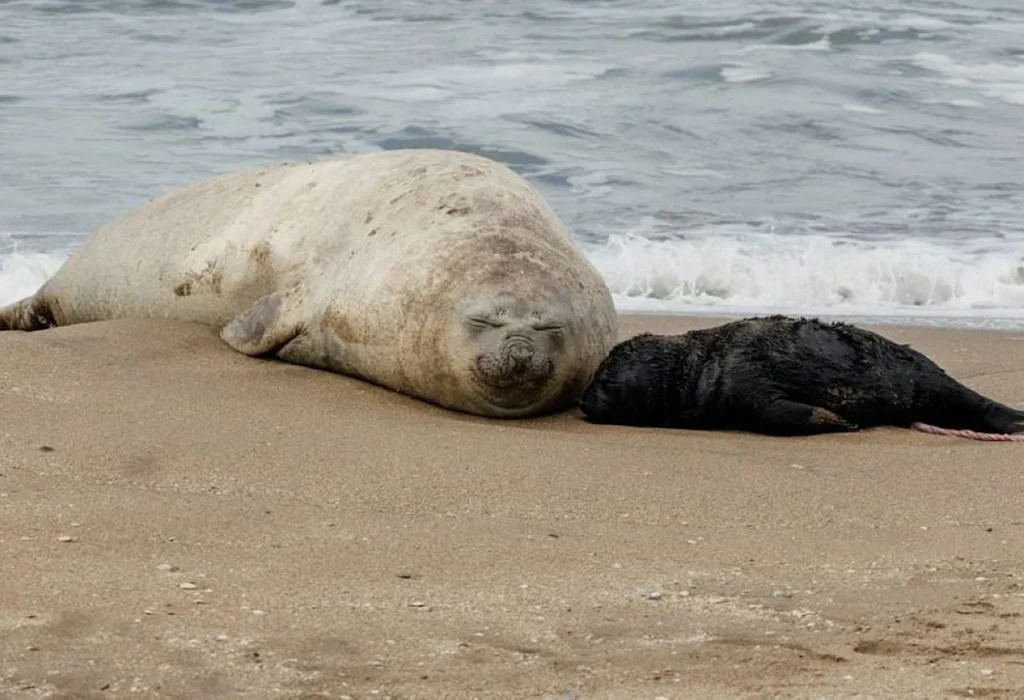 Nació un elefante marino en Mar del Plata
