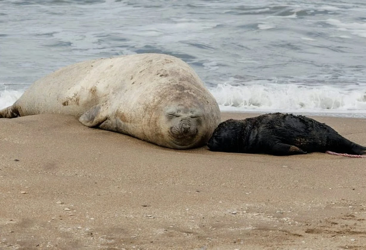 Nació un elefante marino en Mar del Plata