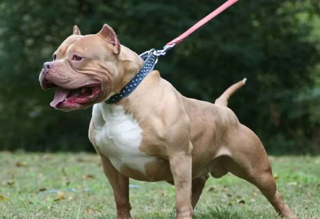 Niño de 4 años murió tras ataque de pitbull en Moreno