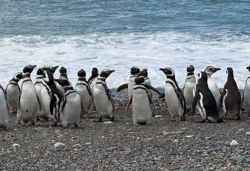 Pingüinos de Cabo Vírgenes recorren hasta 3500 kilómetros