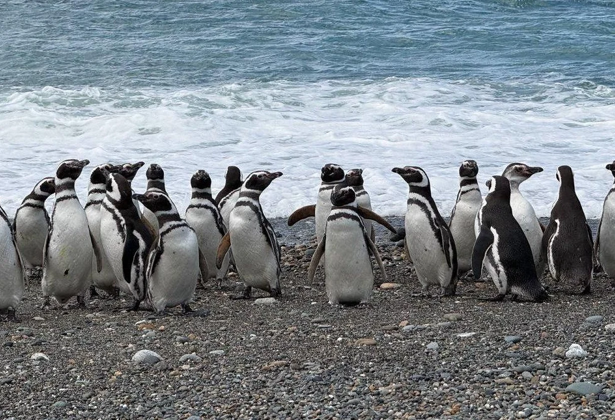 Pingüinos de Cabo Vírgenes recorren hasta 3500 kilómetros